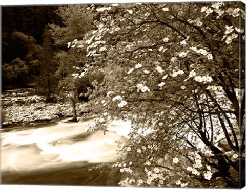 Framed Pacific Dogwood tree over the Merced River, Yosemite National Park, California Print