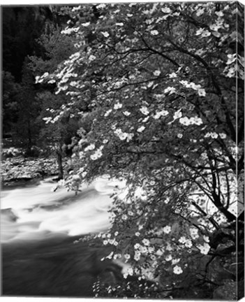 Framed Pacific Dogwood tree, Merced River, Yosemite National Park, California Print