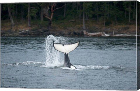 Framed Canada, Vancouver Island, Sydney Killer whale slaps its tail Print