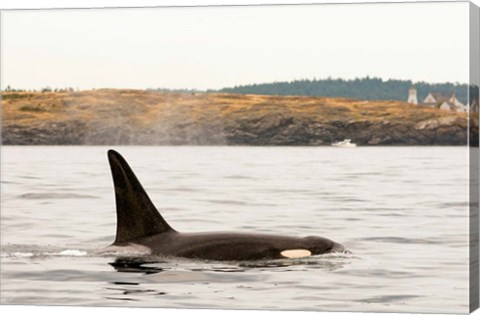 Framed Canada, BC, Sydney Killer whale swimming in the strait of Georgia Print