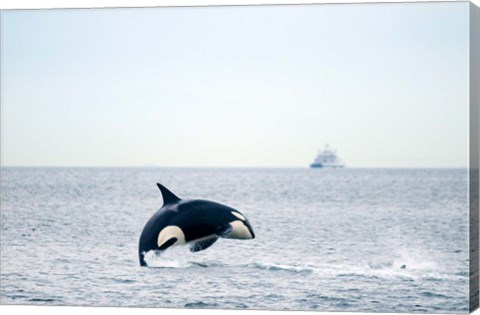 Framed Canada, BC, Sydney, Strait of Georgia Killer whale breaching Print