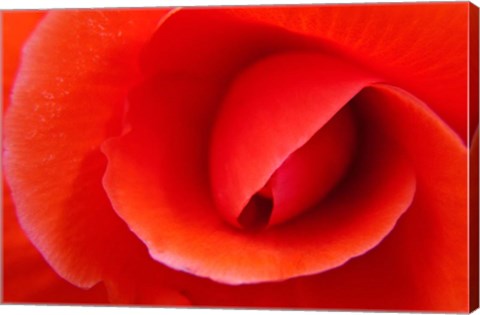 Framed Red Begonia flower, Victoria, British Columbia Print