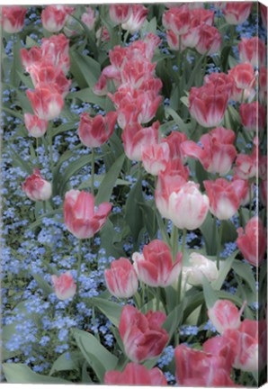 Framed Spring Tulips of Red and White Color, Victoria, British Columbia, Canada Print