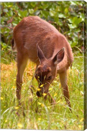 Framed Sitka Black Tail Deer, Fawn Eating Grass, Queen Charlotte Islands, Canada Print