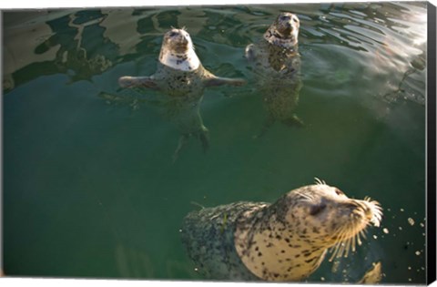 Framed British Columbia, Victoria, Harbor Seals, Oak Bay Print