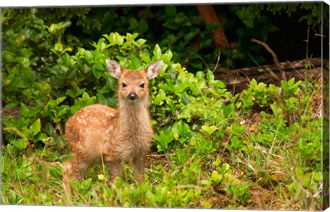 Framed Fawn, Sitka Black Tailed Deer, Queen Charlotte Islands, Canada Print