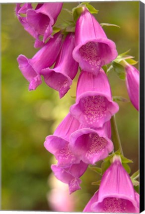 Framed Fox Glove Blooms, Queen Charlotte Islands, Canada Print