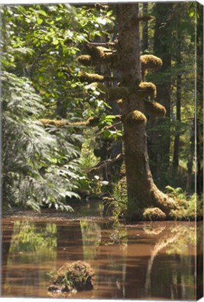 Framed Rainforest and Swamp, Queen Charlotte Islands, Canada Print