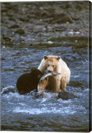 Framed Sow with Cub Eating Fish, Rainforest of British Columbia Print