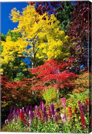 Framed Autumn Color, Butchard Gardens, Victoria, British Columbia, Canada Print