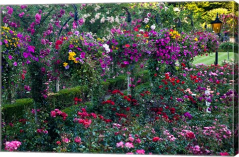 Framed Rose Garden at Butchard Gardens In Full Bloom, Victoria, British Columbia, Canada Print