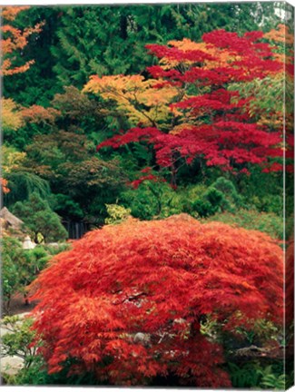 Framed View of Butchart Garden, Victoria, British Columbia, Canada Print