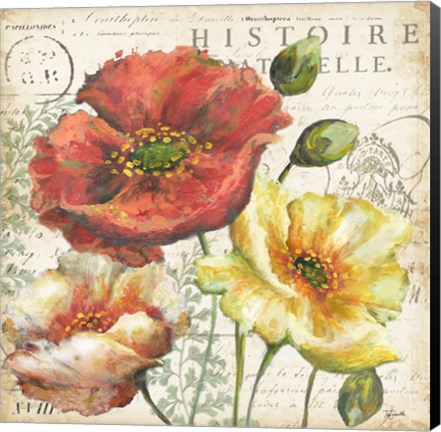 Framed Spice Poppies Histoire Naturelle I Print