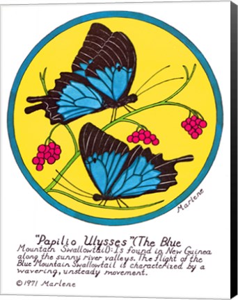 Framed Blue Mountain Swallowtail Print