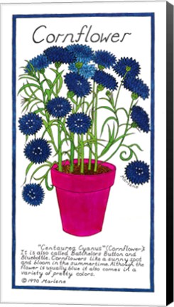 Framed Cornflower Print