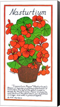 Framed Nasturtium Print