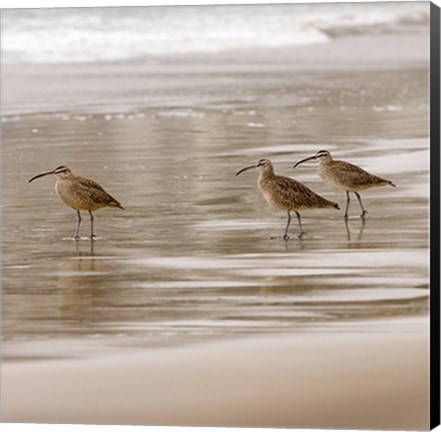 Framed Shore Birds I Print