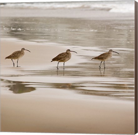 Framed Shore Birds II Print