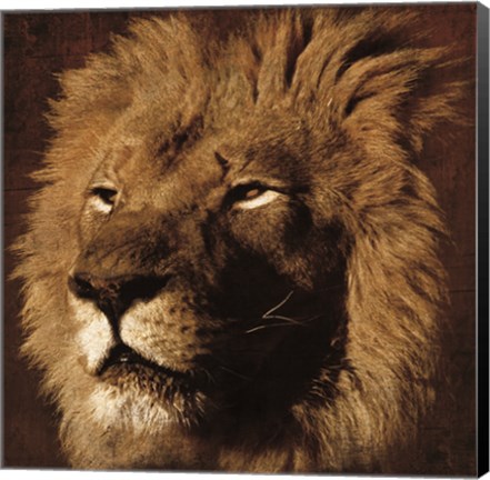 Framed Lion 2 Print