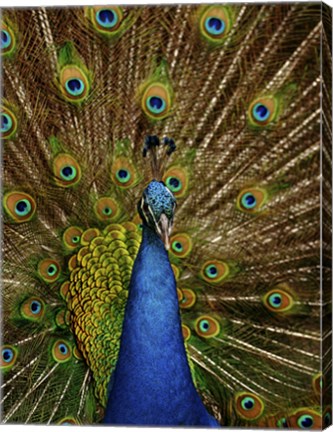 Framed Peacock Print