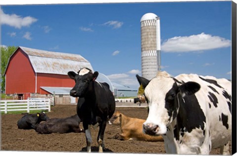 Framed Cows, red barn, silo, farm, Wisconsin Print