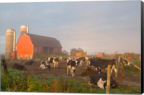 Framed Holstein dairy cows outside a barn, Boyd, Wisconsin Print