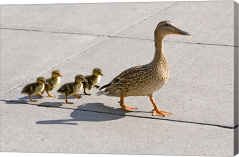 Framed Mallard hen and ducklings in Madison, Wisconsin Print