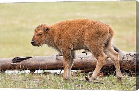 Framed Baby Bison, Yellowstone National Park, Wyoming Print