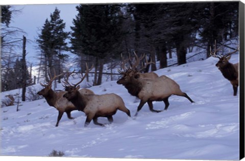 Framed Elk or Wapiti, Yellowstone National Park, Wyoming Print