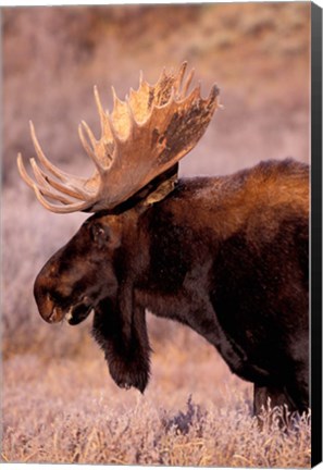 Framed Bull Moose, Grand Teton National Park, Wyoming Print