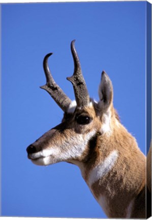 Framed Wyoming, Yellowstone NP, Male Pronghorn Wildlife Print