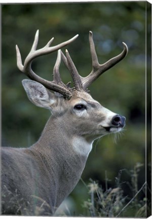 Framed White-tailed Deer, Buck, Washington Print