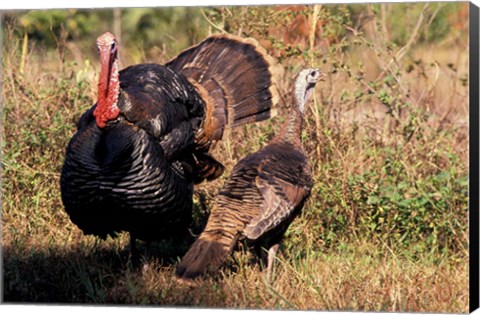 Framed Wild Turkey Tom and Hen Print