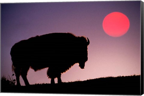 Framed Bison Silhouetted at Sunrise, Yellowstone National Park, Wyoming Print