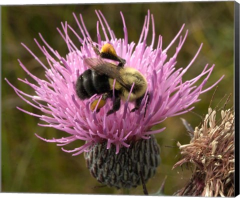 Framed Thistle and bumble bee Print