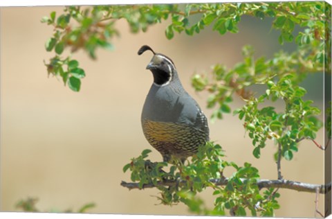 Framed Quail Print