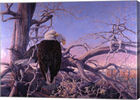 Framed Bald Eagles Print