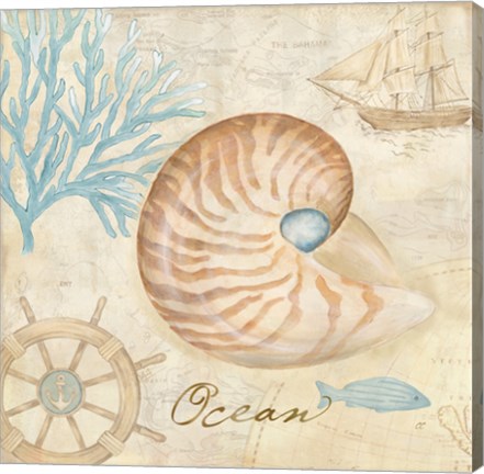 Framed Nautical Shells III Print