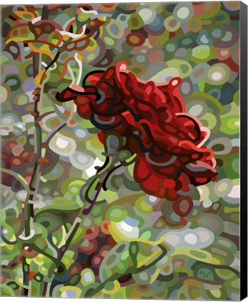 Framed Last Rose Of Summer Print