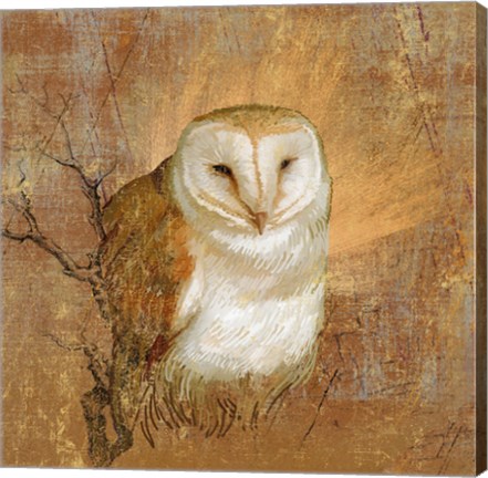 Framed Owl in the wood Print