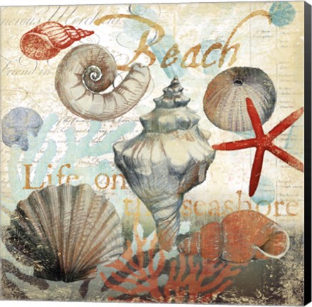 Framed Shell Collector1 Print