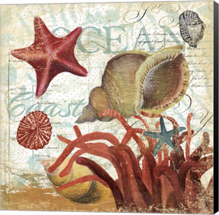 Framed Shell Collector 1I Print