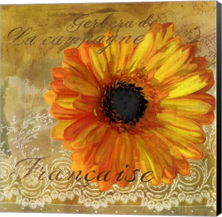 Framed Gerbera Francaise Print