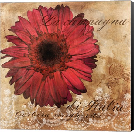 Framed Gerbera Italia Print