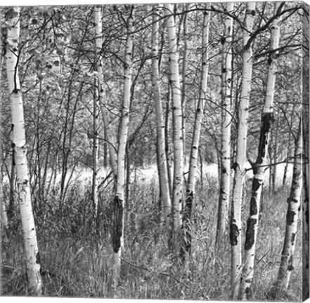 Framed Birch Forest Print