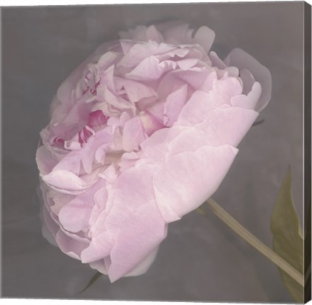 Framed Fleur Print