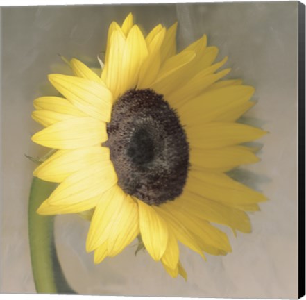 Framed Sunflower Print