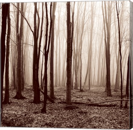 Framed Winter Woods Print