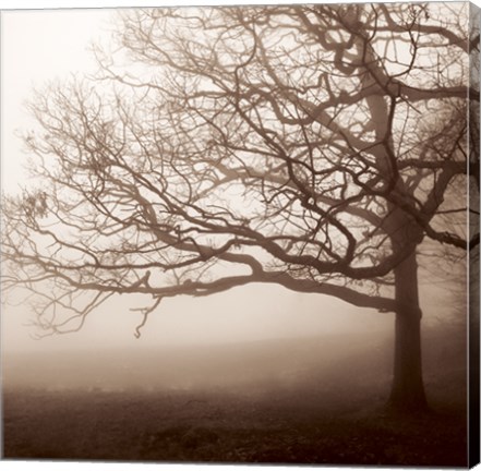 Framed Silence Print