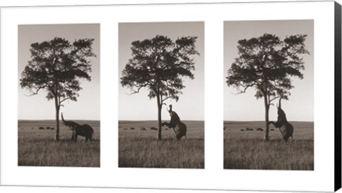 Framed Kichwa Tembo, Masai Mara Print